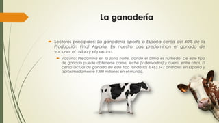 La ganadería
 Sectores principales: La ganadería aporta a España cerca del 40% de la
Producción Final Agraria. En nuestro país predominan el ganado de
vacuno, el ovino y el porcino.
 Vacuno: Predomina en la zona norte, donde el clima es húmedo. De este tipo
de ganado puede obtenerse carne, leche (y derivados) y cuero, entre otros. El
censo actual de ganado de este tipo ronda los 6.463.547 animales en España y
aproximadamente 1300 millones en el mundo.
 