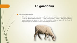 La ganadería
 Sectores principales
 Ovino: Presenta una gran expansión en España, destacando sobre todo en
zonas de Extremadura, Aragón, Ciudad Real o Sevilla. Al igual que en el ganado
vacuno, podemos obtener leche (y derivados) y carne, además de lana. El
ganado ovino se presenta como un referente español.
 