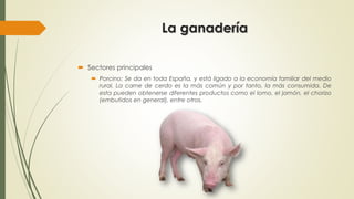 La ganadería
 Sectores principales
 Porcino: Se da en toda España, y está ligado a la economía familiar del medio
rural. La carne de cerdo es la más común y por tanto, la más consumida. De
esta pueden obtenerse diferentes productos como el lomo, el jamón, el chorizo
(embutidos en general), entre otros.
 