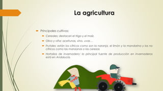 La agricultura
 Principales cultivos:
 Cereales: destacan el trigo y el maíz.
 Olivo y viña: aceitunas, vino, uvas…
 Frutales: están los cítricos como son la naranja, el limón y la mandarina y los no
cítricos como las manzanas o las cerezas
 Hortaliza de invernadero: la principal fuente de producción en invernaderos
está en Andalucía.
 