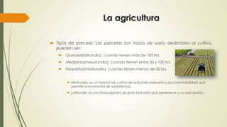 La agricultura
 Tipos de parcela: Las parcelas son trozos de suelo dedicados al cultivo,
pueden ser:
 Grandes(latifundio): cuando tienen más de 100 ha.
 Medianas(mesofundio): cuando tienen entre 50 y 100 ha.
 Pequeñas(minifundio): cuando tienen menos de 50 ha.
 Minifundio: es un terreno de cultivo de reducida extensión y poca rentabilidad, que
permite la economía de subsistencia.
 Latifundio: es una finca agraria de gran extensión que pertenece a un solo dueño.
 