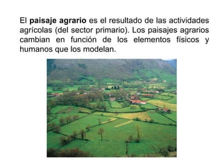 El paisaje agrario es el resultado de las actividades
agrícolas (del sector primario). Los paisajes agrarios
cambian en función de los elementos físicos y
humanos que los modelan.
 