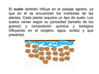 El suelo también influye en el paisaje agrario, ya
que en él se encuentran los nutrientes de las
plantas. Cada planta requiere un tipo de suelo. Los
suelos varían según su porosidad (tamaño de los
granos) y composición química y biológica
influyendo en el oxígeno, agua, acidez y que
presenta).
 