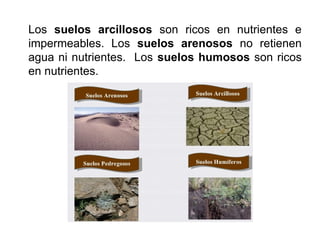 Los suelos arcillosos son ricos en nutrientes e
impermeables. Los suelos arenosos no retienen
agua ni nutrientes. Los suelos humosos son ricos
en nutrientes.
 