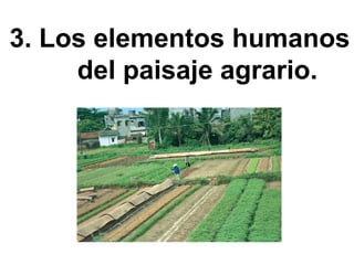 3. Los elementos humanos
del paisaje agrario.
 