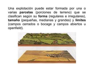 Una explotación puede estar formada por una o
varias parcelas (porciones de terreno) que se
clasifican según su forma (regulares e irregulares),
tamaño (pequeñas, medianas y grandes) y límites
(campos cerrados o bocage y campos abiertos u
openfield).
 