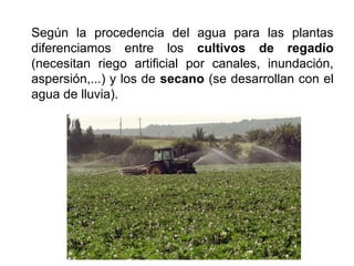 Según la procedencia del agua para las plantas
diferenciamos entre los cultivos de regadío
(necesitan riego artificial por canales, inundación,
aspersión,...) y los de secano (se desarrollan con el
agua de lluvia).
 
