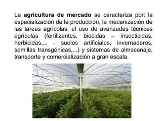 La agricultura de mercado se caracteriza por: la
especialización de la producción, la mecanización de
las tareas agrícolas, el uso de avanzadas técnicas
agrícolas (fertilizantes, biocidas – insecticidas,
herbicidas,... - suelos artificiales, invernaderos,
semillas transgénicas,...) y sistemas de almacenaje,
transporte y comercialización a gran escala.
 
