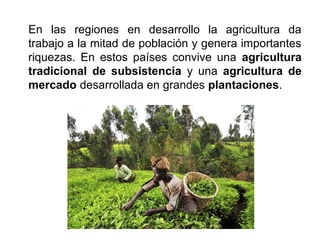En las regiones en desarrollo la agricultura da
trabajo a la mitad de población y genera importantes
riquezas. En estos países convive una agricultura
tradicional de subsistencia y una agricultura de
mercado desarrollada en grandes plantaciones.
 