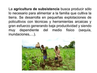 La agricultura de subsistencia busca producir sólo
lo necesario para alimentar a la familia que cultiva la
tierra. Se desarrolla en pequeñas explotaciones de
policultivos con técnicas y herramientas arcaicas y
gran esfuerzo generando baja productividad y siendo
muy dependiente del medio físico (sequía,
inundaciones,…).
 