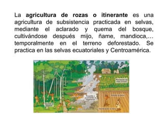 La agricultura de rozas o itinerante es una
agricultura de subsistencia practicada en selvas,
mediante el aclarado y quema del bosque,
cultivándose después mijo, ñame, mandioca,…
temporalmente en el terreno deforestado. Se
practica en las selvas ecuatoriales y Centroamérica.
 