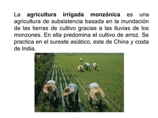 La agricultura irrigada monzónica es una
agricultura de subsistencia basada en la inundación
de las tierras de cultivo gracias a las lluvias de los
monzones. En ella predomina el cultivo de arroz. Se
practica en el sureste asiático, este de China y costa
de India.
 