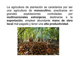La agricultura de plantación se caracteriza por ser
una agricultura de monocultivo, practicarse en
grandes explotaciones controladas por
multinacionales extranjeras, destinarse a la
exportación, emplear abundante mano de obra
local mal pagada y tener una alta productividad.
 