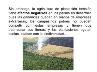 Sin embargo, la agricultura de plantación también
tiene efectos negativos en los países en desarrollo
pues las ganancias quedan en manos de empresas
extranjeras, los campesinos pobres no pueden
competir con estas empresas y tienen que
abandonar sus tierras, y las plantaciones agotan
suelos, acaban con la biodiversidad,…
 