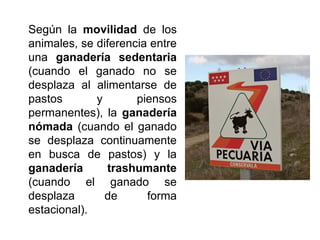 Según la movilidad de los
animales, se diferencia entre
una ganadería sedentaria
(cuando el ganado no se
desplaza al alimentarse de
pastos y piensos
permanentes), la ganadería
nómada (cuando el ganado
se desplaza continuamente
en busca de pastos) y la
ganadería trashumante
(cuando el ganado se
desplaza de forma
estacional).
 