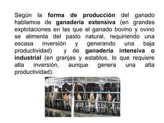Según la forma de producción del ganado
hablamos de ganadería extensiva (en grandes
explotaciones en las que el ganado bovino y ovino
se alimenta del pasto natural, requiriendo una
escasa inversión y generando una baja
productividad) y de ganadería intensiva o
industrial (en granjas y establos, lo que requiere
alta inversión, aunque genera una alta
productividad).
 