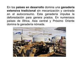 En los países en desarrollo domina una ganadería
extensiva tradicional sin mecanización y centrada
en el autoconsumo. Esta ganadería impulsa la
deforestación para genera prados. En numerosos
países de África, Asia central y Próximo Oriente
domina la ganadería nómada.
 