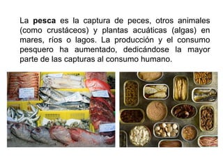 La pesca es la captura de peces, otros animales
(como crustáceos) y plantas acuáticas (algas) en
mares, ríos o lagos. La producción y el consumo
pesquero ha aumentado, dedicándose la mayor
parte de las capturas al consumo humano.
 