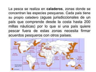 La pesca se realiza en caladeros, zonas donde se
concentran las especies pesqueras. Cada país tiene
su propio caladero (aguas jurisdiccionales de un
país que comprende desde la costa hasta 200
millas náuticas) por lo que si una país quiere
pescar fuera de estas zonas necesita firmar
acuerdos pesqueros con otros países.
 