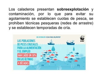 Los caladeros presentan sobreexplotación y
contaminación, por lo que para evitar su
agotamiento se establecen cuotas de pesca, se
prohíben técnicas pesqueras (redes de arrastre)
y se establecen temporadas de cría.
 
