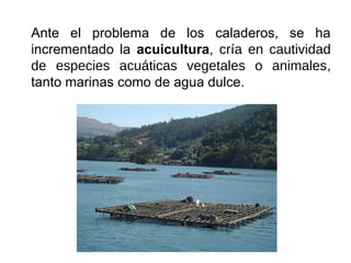 Ante el problema de los caladeros, se ha
incrementado la acuicultura, cría en cautividad
de especies acuáticas vegetales o animales,
tanto marinas como de agua dulce.
 