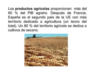 Los productos agrícolas proporcionan más del
60 % del PIB agrario. Después de Francia,
España es el segundo país de la UE con más
territorio dedicado a agricultura (un tercio del
total). Un 80 % del territorio agrícola se dedica a
cultivos de secano.
 
