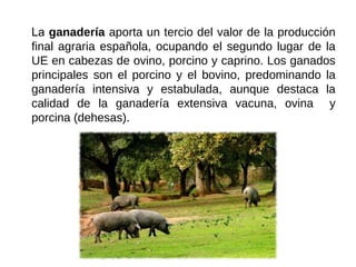 La ganadería aporta un tercio del valor de la producción
final agraria española, ocupando el segundo lugar de la
UE en cabezas de ovino, porcino y caprino. Los ganados
principales son el porcino y el bovino, predominando la
ganadería intensiva y estabulada, aunque destaca la
calidad de la ganadería extensiva vacuna, ovina y
porcina (dehesas).
 