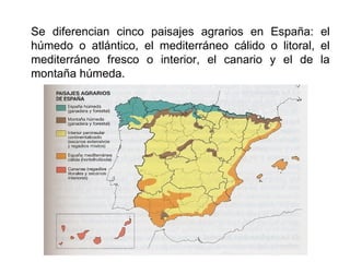 Se diferencian cinco paisajes agrarios en España: el
húmedo o atlántico, el mediterráneo cálido o litoral, el
mediterráneo fresco o interior, el canario y el de la
montaña húmeda.
 