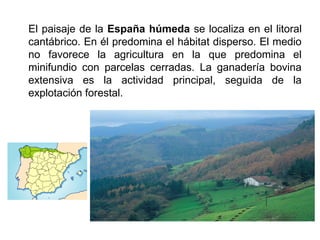 El paisaje de la España húmeda se localiza en el litoral
cantábrico. En él predomina el hábitat disperso. El medio
no favorece la agricultura en la que predomina el
minifundio con parcelas cerradas. La ganadería bovina
extensiva es la actividad principal, seguida de la
explotación forestal.
 