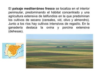 El paisaje mediterráneo fresco se localiza en el interior
peninsular, predominando el hábitat concentrado y una
agricultura extensiva de latifundios en la que predominan
los cultivos de secano (cereales, vid, olivo y almendro).
Junto a los ríos hay cultivos intensivos de regadío. En la
ganadería destaca la ovina y porcina extensiva
(dehesas).
 