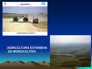 AGRICULTURA EXTENSIVA
DE MONOCULTIVO
 