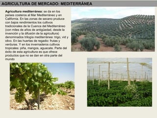 Agricultura mediterránea:  se da en los países costeros al Mar Mediterráneo y en California. En las zonas de secano pruduce con bajos rendimientos los cultivos tradicionales de la Cuenca del Mediterráneo (con miles de años de antigüedad, desde la invención y la difusión de la agricultura) denominados trilogía mediterránea: trigo, vid y olivo. En las huertas de regadio: frutas y verduras. Y en los invernaderos cultivos tropicales: piña, mangos, aguacate. Parte del éxito de esta agricultura es que ofrece productos que no se dan en otra parte del mundo AGRICULTURA DE MERCADO: MEDITERRÁNEA 