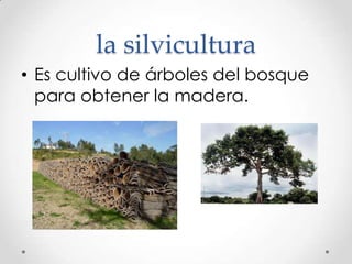 la silvicultura
• Es cultivo de árboles del bosque
para obtener la madera.

 
