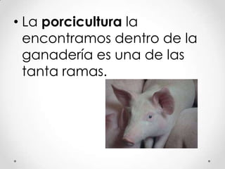 • La porcicultura la
encontramos dentro de la
ganadería es una de las
tanta ramas.

 