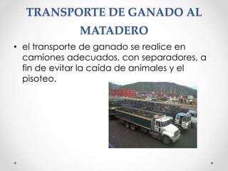 TRANSPORTE DE GANADO AL
MATADERO
• el transporte de ganado se realice en
camiones adecuados, con separadores, a
fin de evitar la caída de animales y el
pisoteo.

 