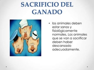 SACRIFICIO DEL
GANADO
• los animales deben
estar sanos y
fisiológicamente
normales. Los animales
que se van a sacrificar
deben haber
descansado
adecuadamente.

 