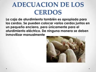 ADECUACION DE LOS
CERDOS
La caja de aturdimiento también es apropiada para
los cerdos. Se pueden colocar varios cerdos juntos en
un pequeño encierro, pero únicamente para el
aturdimiento eléctrico. De ninguna manera se deben
inmovilizar manualmente

 