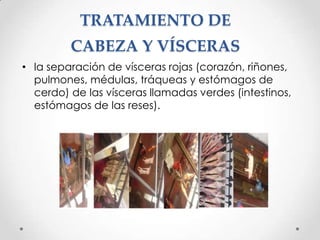 TRATAMIENTO DE

CABEZA Y VÍSCERAS
• la separación de vísceras rojas (corazón, riñones,
pulmones, médulas, tráqueas y estómagos de
cerdo) de las vísceras llamadas verdes (intestinos,
estómagos de las reses).

 