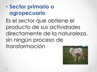 • Sector primario o
agropecuario
Es el sector que obtiene el
producto de sus actividades
directamente de la naturaleza,
sin ningún proceso de
transformación

 