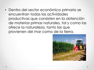 • Dentro del sector económico primario se
encuentran todas las actividades
productivas que consisten en la obtención
de materias primas naturales, tal y como las
ofrece la naturaleza, tanto las que
provienen del mar como de la tierra.

 