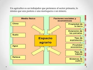 Un agricultor es un trabajador que pertenece al sector primario, lo
mismo que una pastora o una marisquera o un minero.

 