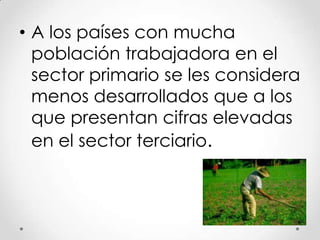 • A los países con mucha
población trabajadora en el
sector primario se les considera
menos desarrollados que a los
que presentan cifras elevadas
en el sector terciario.

 