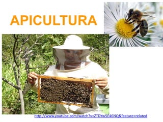 APICULTURA
http://www.youtube.com/watch?v=ZTDYw5E46NQ&feature=related
 