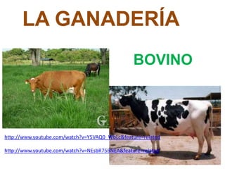 LA GANADERÍA
BOVINO
http://www.youtube.com/watch?v=Y5VAQ0_WbLc&feature=related
http://www.youtube.com/watch?v=NEsbR75BNEA&feature=related
 