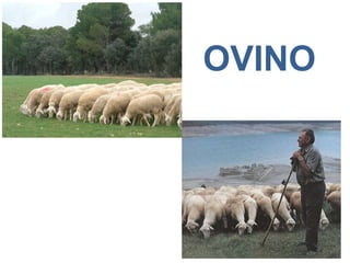OVINO
 