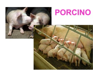 PORCINO
 