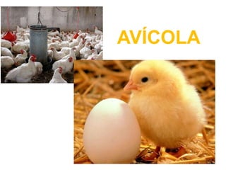 AVÍCOLA
 