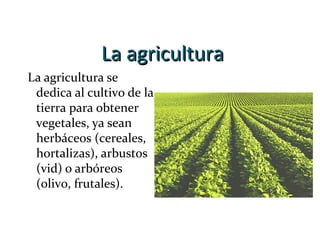 La agriculturaLa agricultura
La agricultura se
dedica al cultivo de la
tierra para obtener
vegetales, ya sean
herbáceos (cereales,
hortalizas), arbustos
(vid) o arbóreos
(olivo, frutales).
 