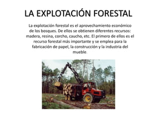 LA EXPLOTACIÓN FORESTAL
La explotación forestal es el aprovechamiento económico
de los bosques. De ellos se obtienen diferentes recursos:
madera, resina, corcho, caucho, etc. El primero de ellos es el
recurso forestal más importante y se emplea para la
fabricación de papel, la construcción y la industria del
mueble.
 