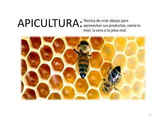 APICULTURA:Técnica de criar abejas para
aprovechar sus productos, como la
miel, la cera o la jalea real.
11
 
